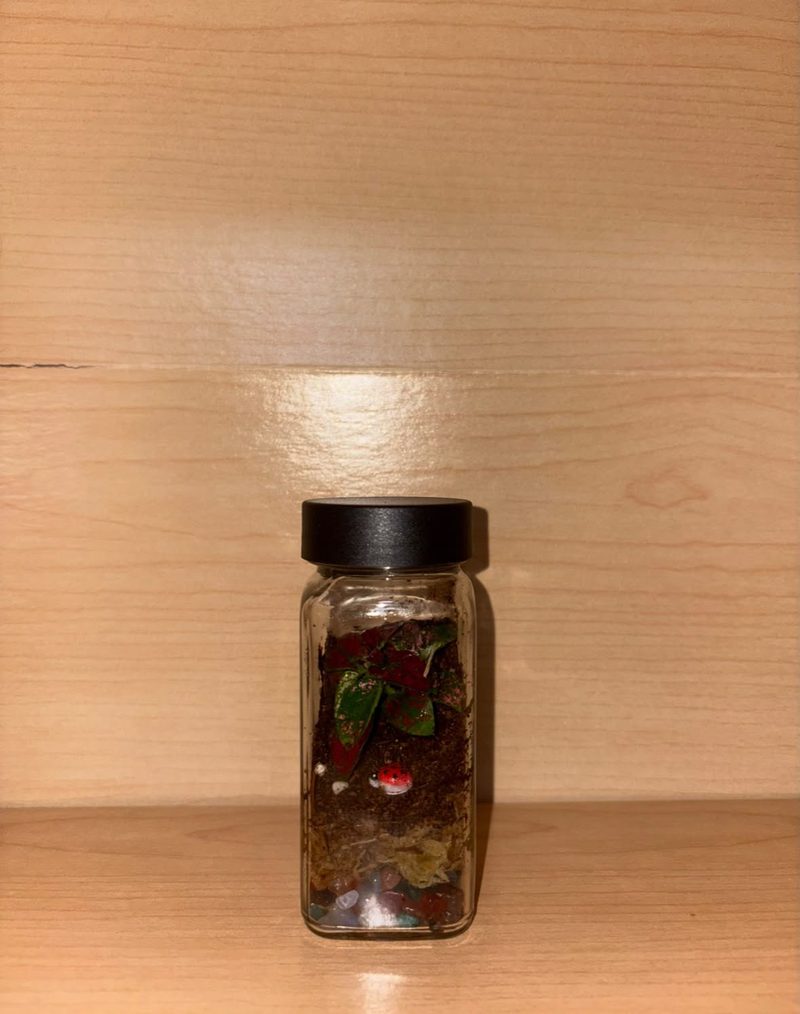 A mini spice-jar terrarium with a red-and-green nerve plant and a tiny ladybug.