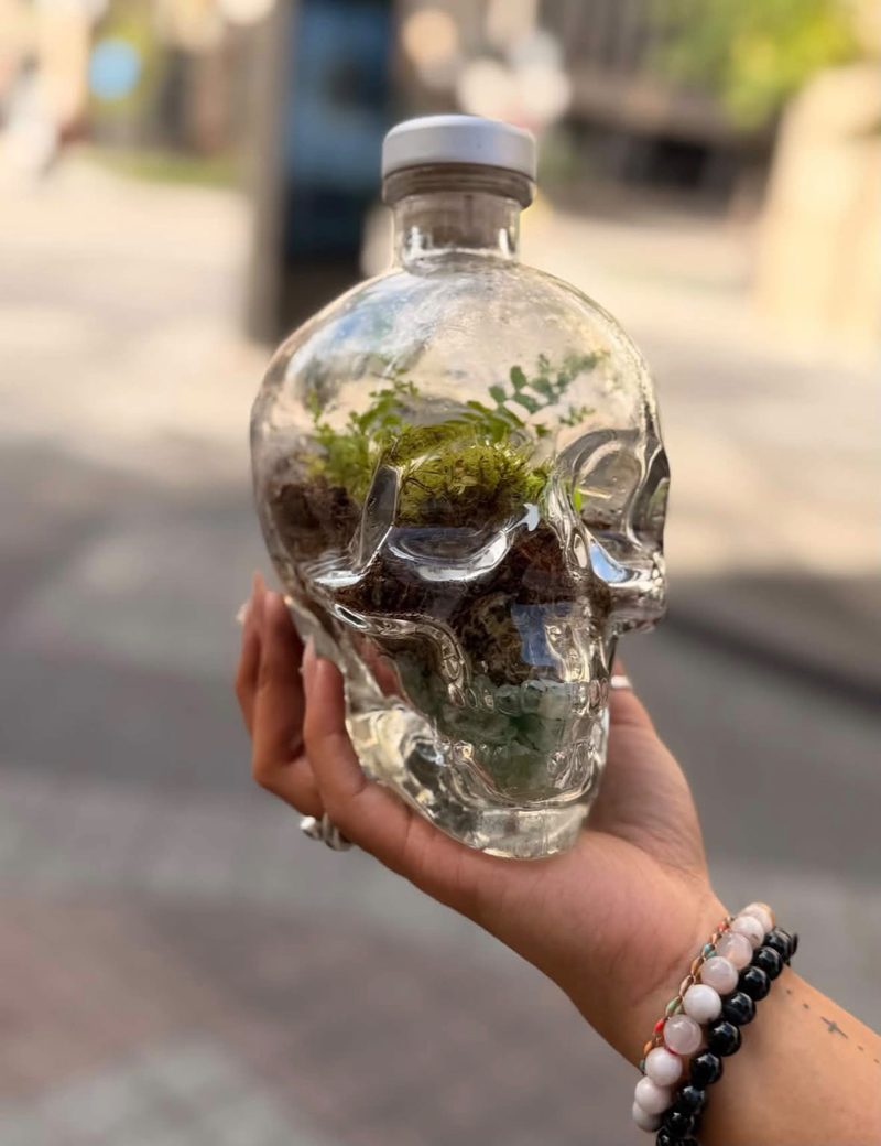 A closed terrarium built inside a clear glass skull bottle — moss, a tiny fern and green stones — held up in the sun.